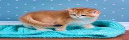 British Shorthair cats for sale: Show Quality British Shorthair Kittens - Advert 4