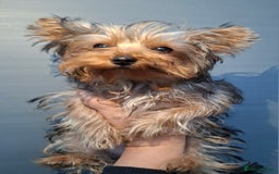 Yorkshire Terrier dogs for sale: Beautiful Toy Yorkshire Terrier puppies - Image 3