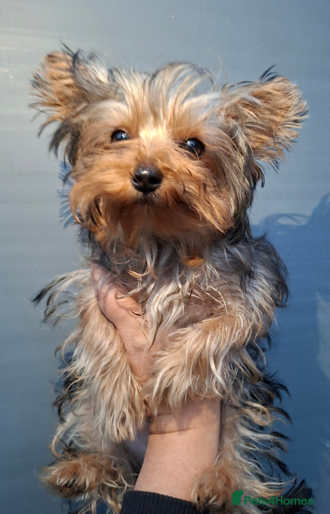 Yorkshire Terrier dogs for sale: Beautiful Toy Yorkshire Terrier puppies - Image 3