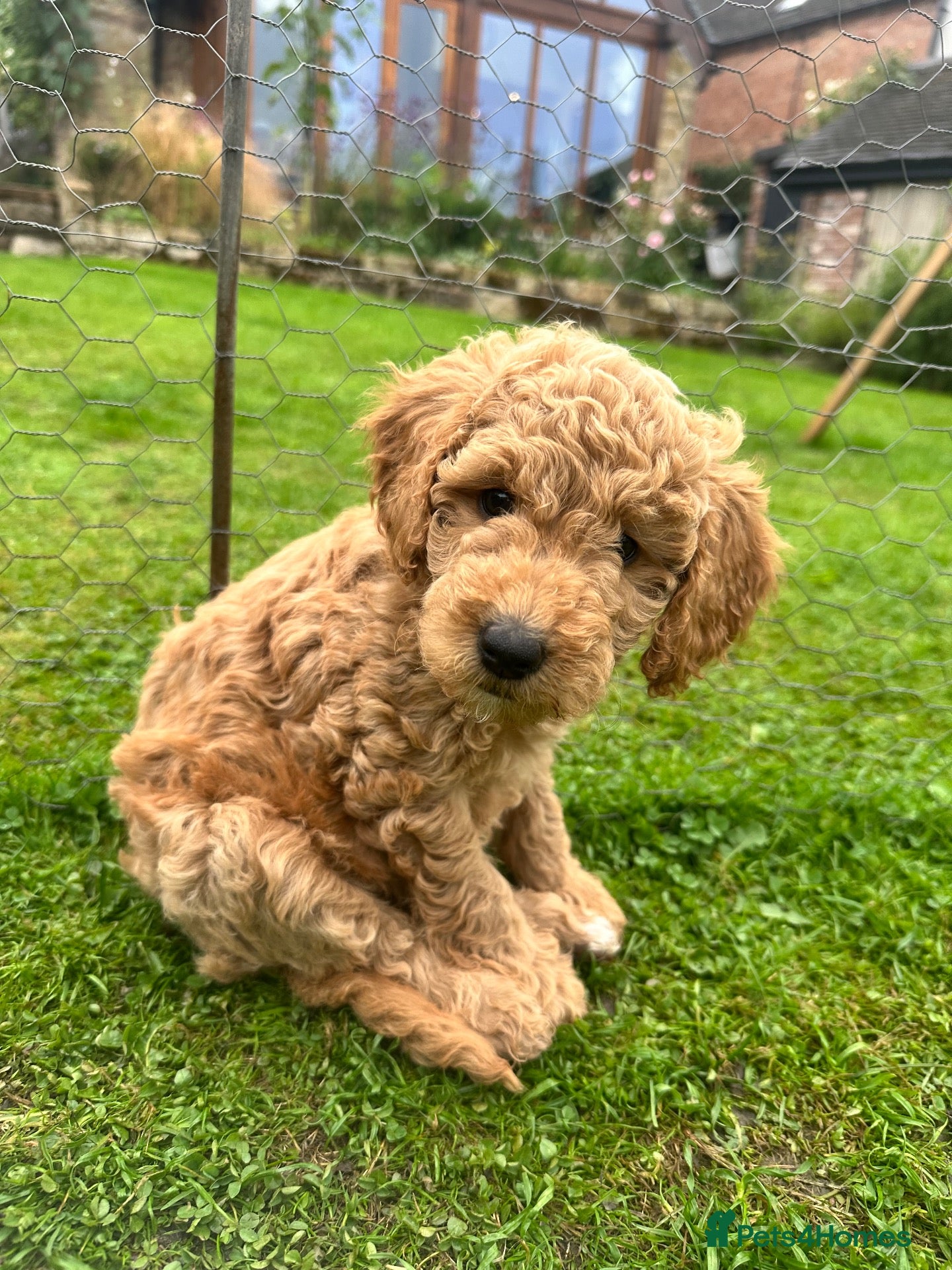 Mini Goldendoodle dogs Home reared mini Goldendoodles - Advert 1