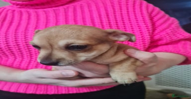 Jack Chi dogs Chihuahua x Jack Russell Puppies  - Advert 5