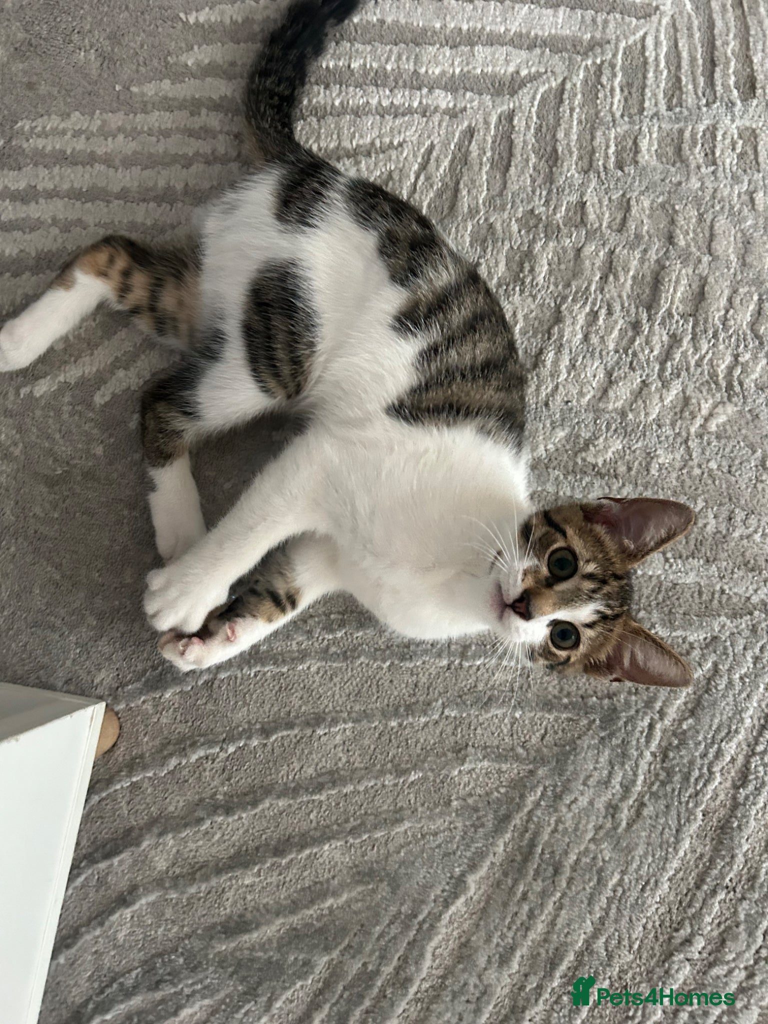 American Wirehair cats Male kitten  - Advert 1