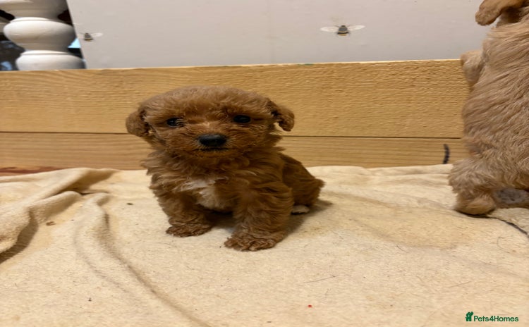 Mixed Breed dogs - Advert 16