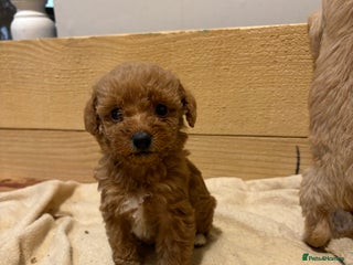 Mixed Breed dogs - Advert 11