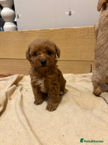 Mixed Breed dogs - Advert 16