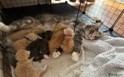Maine Coon cats for sale: Pedigree fluffy Maine coon kittens - Image 3
