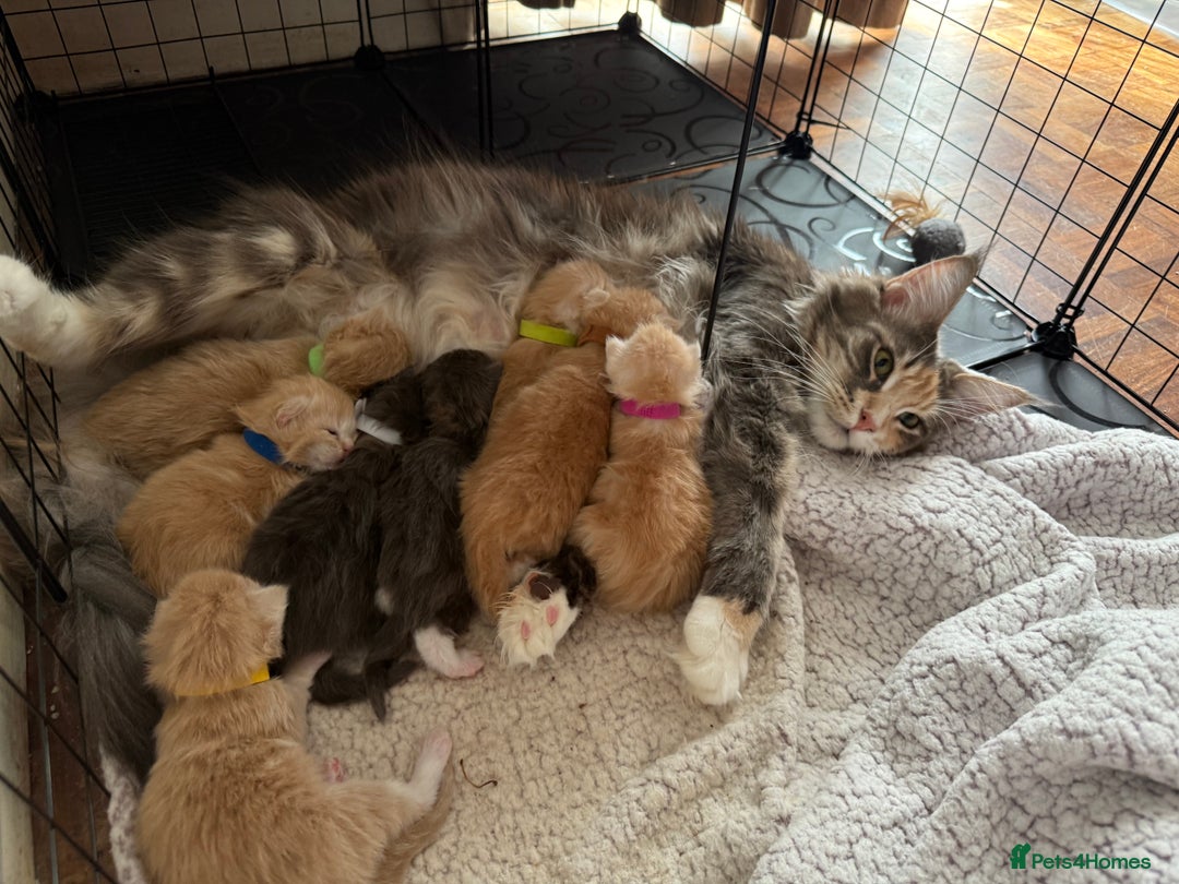 Maine Coon cats for sale: Pedigree fluffy Maine coon kittens - Image 3