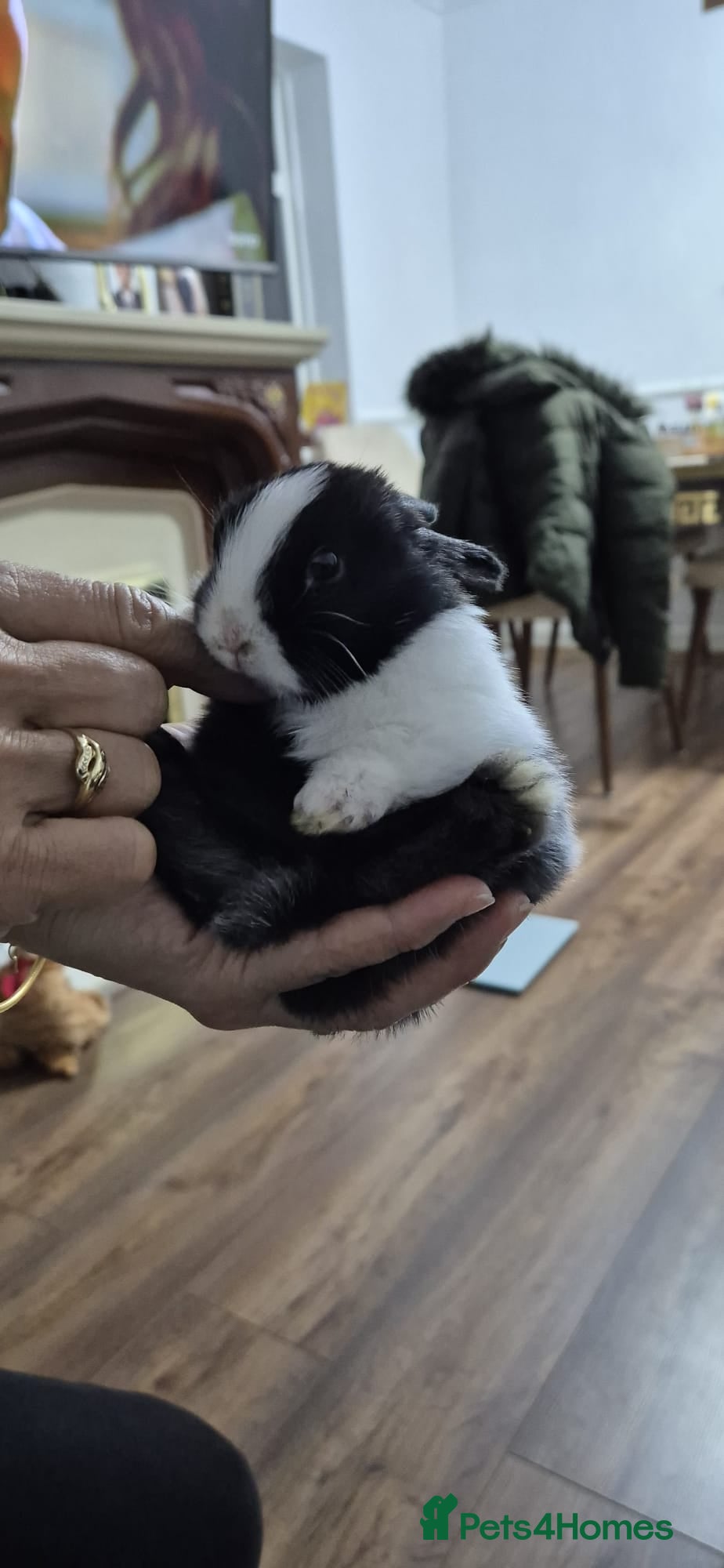 Rex rabbits They are 5 weeks old so nice baby - Advert 2