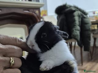 Rex rabbits They are 5 weeks old so nice baby - Advert 14