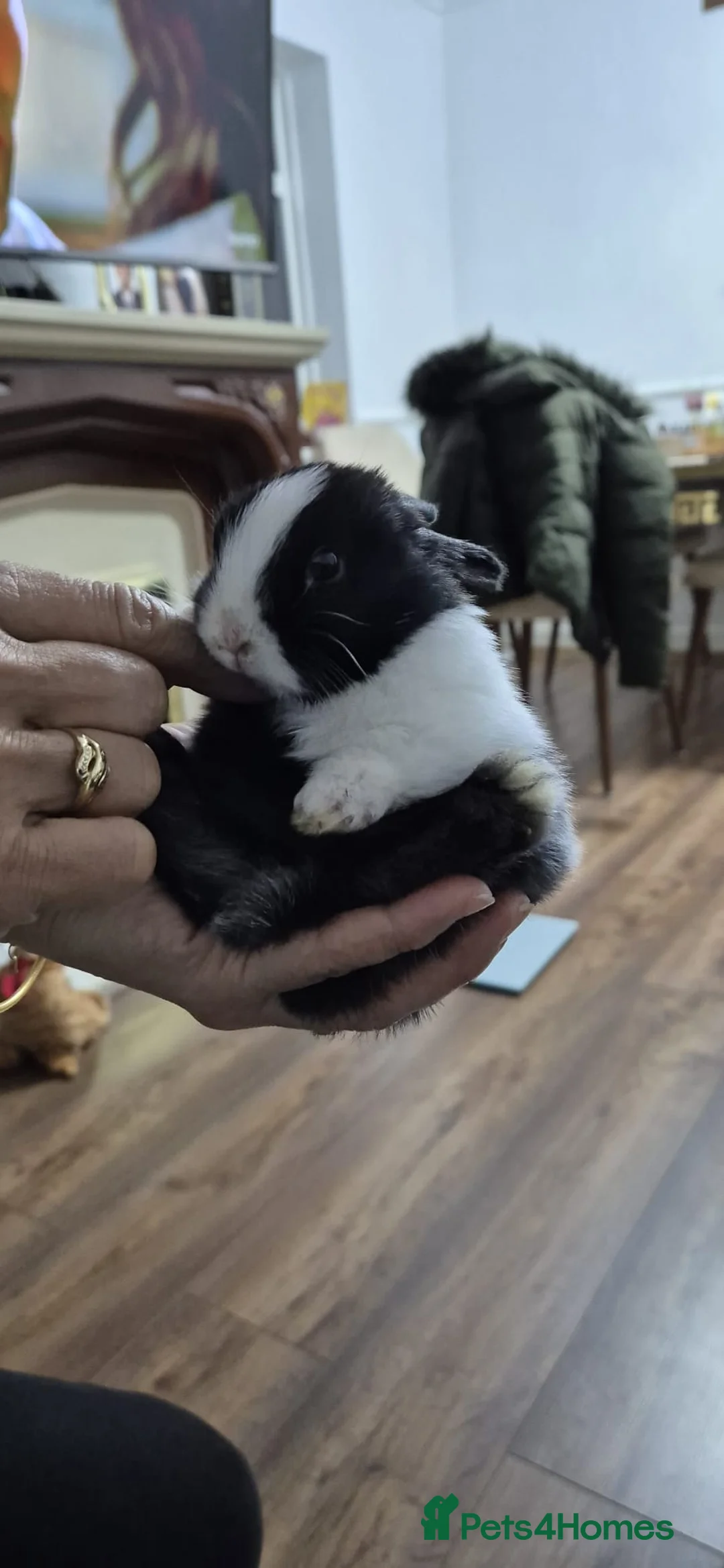 Rex rabbits for sale: They are 5 weeks old so nice baby - Advert 1