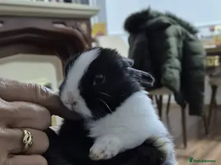 Rex rabbits They are 5 weeks old so nice baby - Advert 13