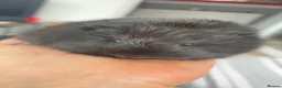 Guinea Pig rodents for sale: Two female Swiss x funky young female guinea pigs  - Advert 4