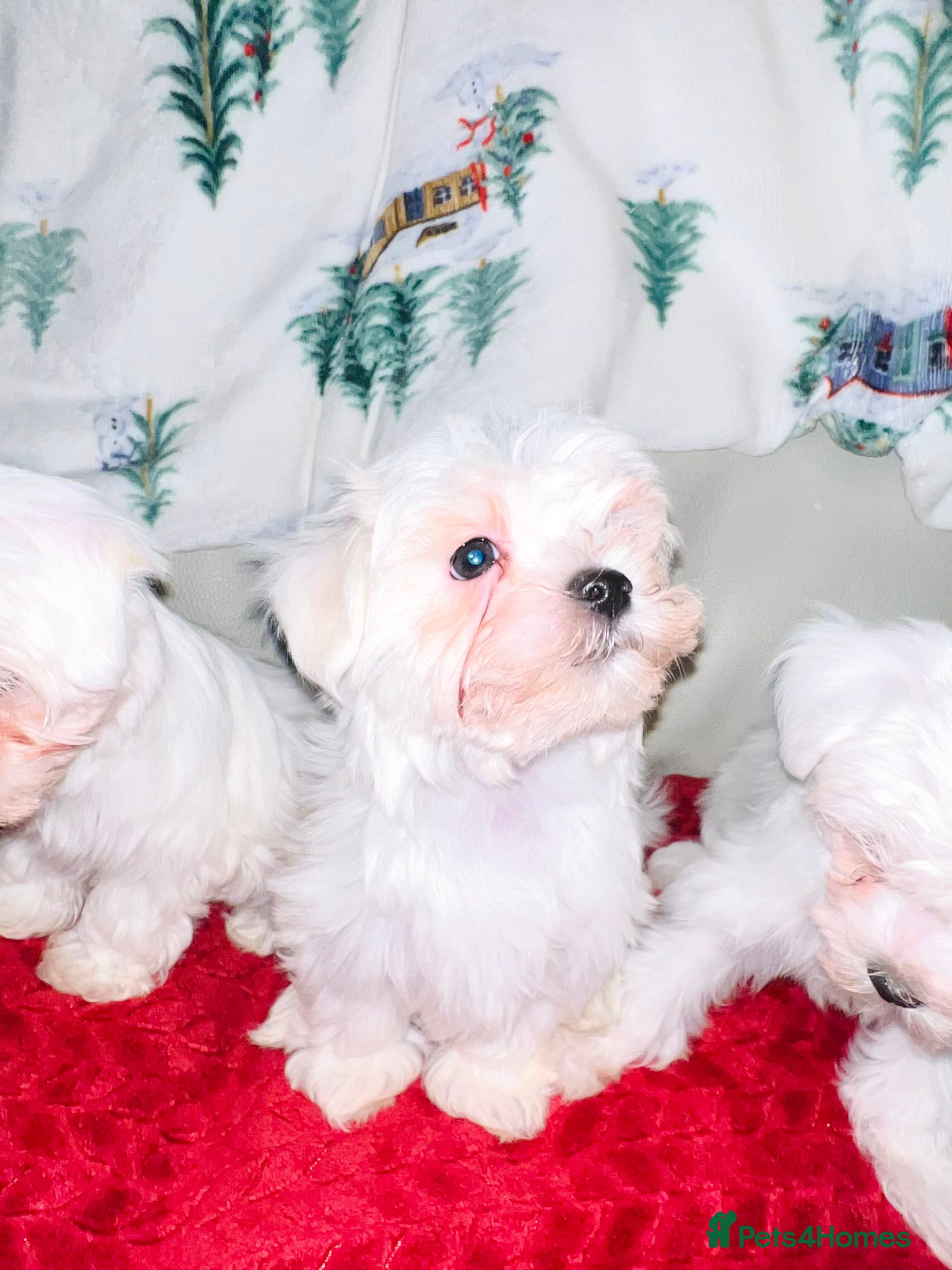 Maltese dogs Maltese puppies  - Advert 1