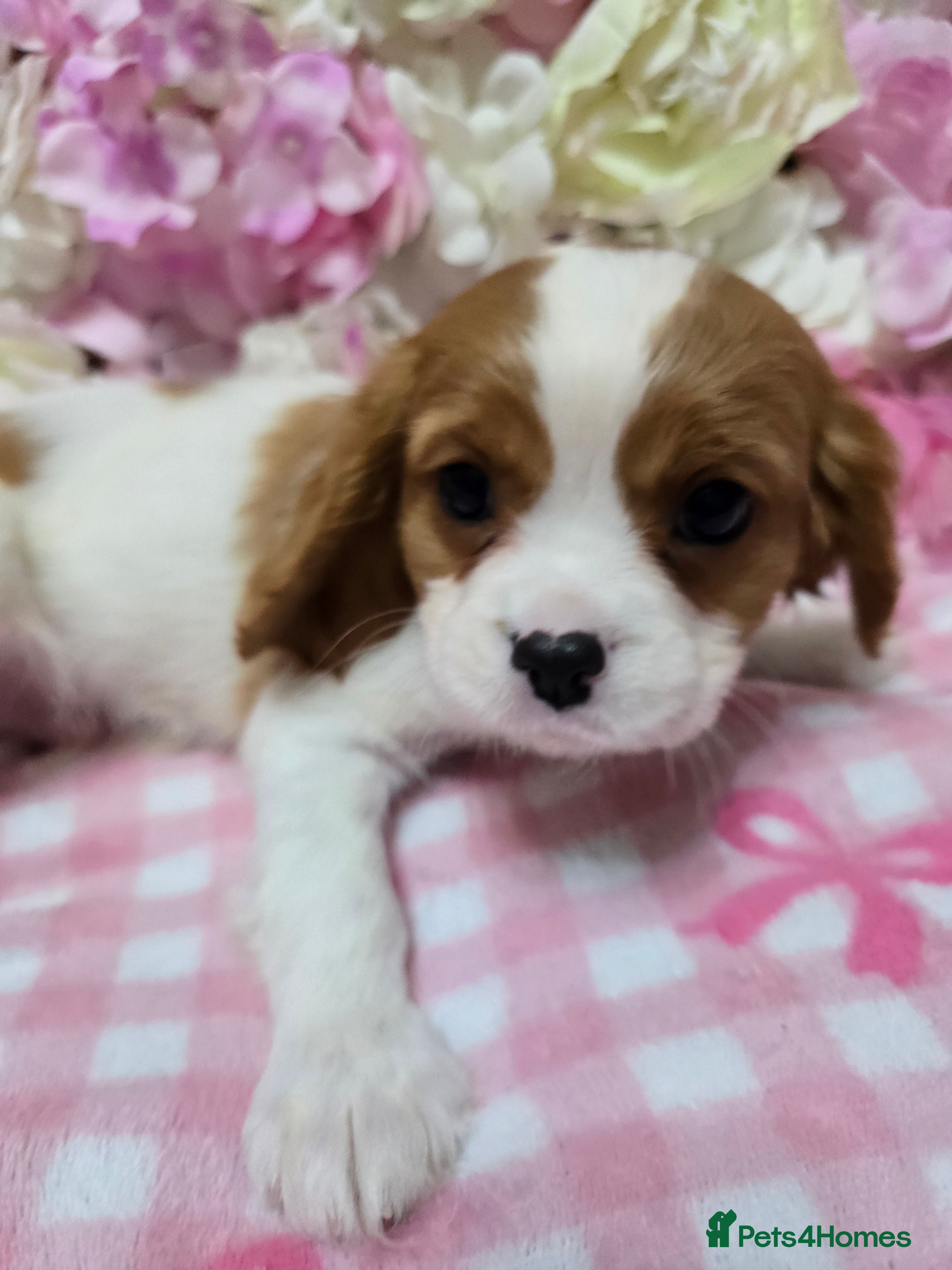 Cavalier King Charles Spaniel dogs Beautiful KC reg Cavalier King Charles Puppies  - Advert 9