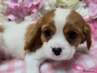 Cavalier King Charles Spaniel dogs Beautiful KC reg Cavalier King Charles Puppies - Advert 9