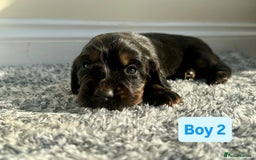 Cocker Spaniel dogs for sale: KC Reg Health Tested Working Cocker Spaniels - Image 18