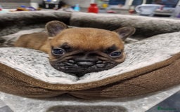 French Bulldog dogs for sale: Full pedigree French bulldog puppies  - Image 5
