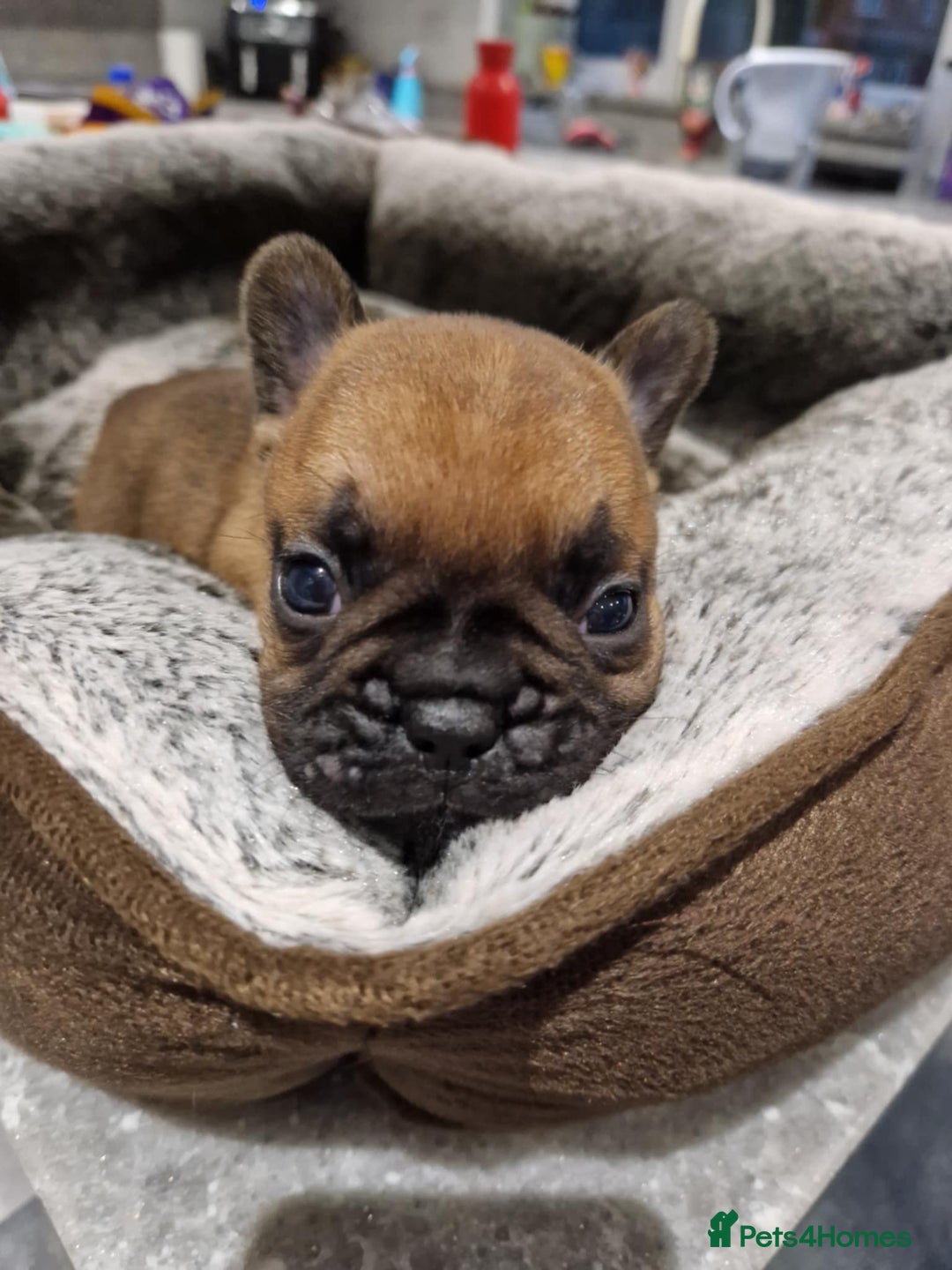 French Bulldog dogs for sale: Full pedigree French bulldog puppies  - Image 5