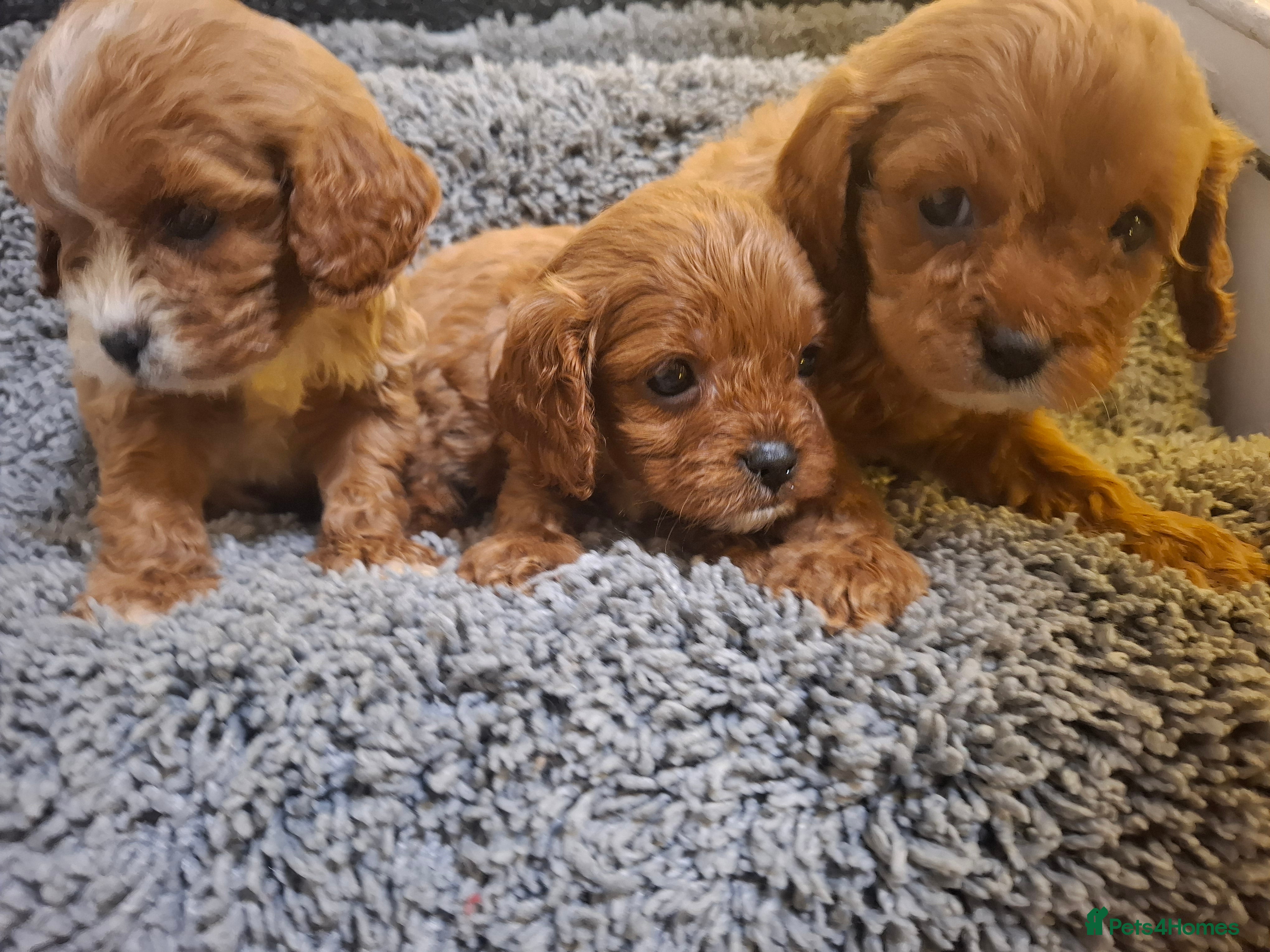 Cavapoo dogs F1 cavapoos  - Advert 11
