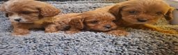 Cavapoo dogs for sale: F1 cavapoos  - Advert 8