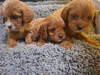 Cavapoo dogs F1 cavapoos - Advert 4