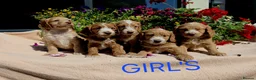 Cockapoo dogs for sale: Hereditary Clear F1 Cockapoos in Doncaster - Advert 10