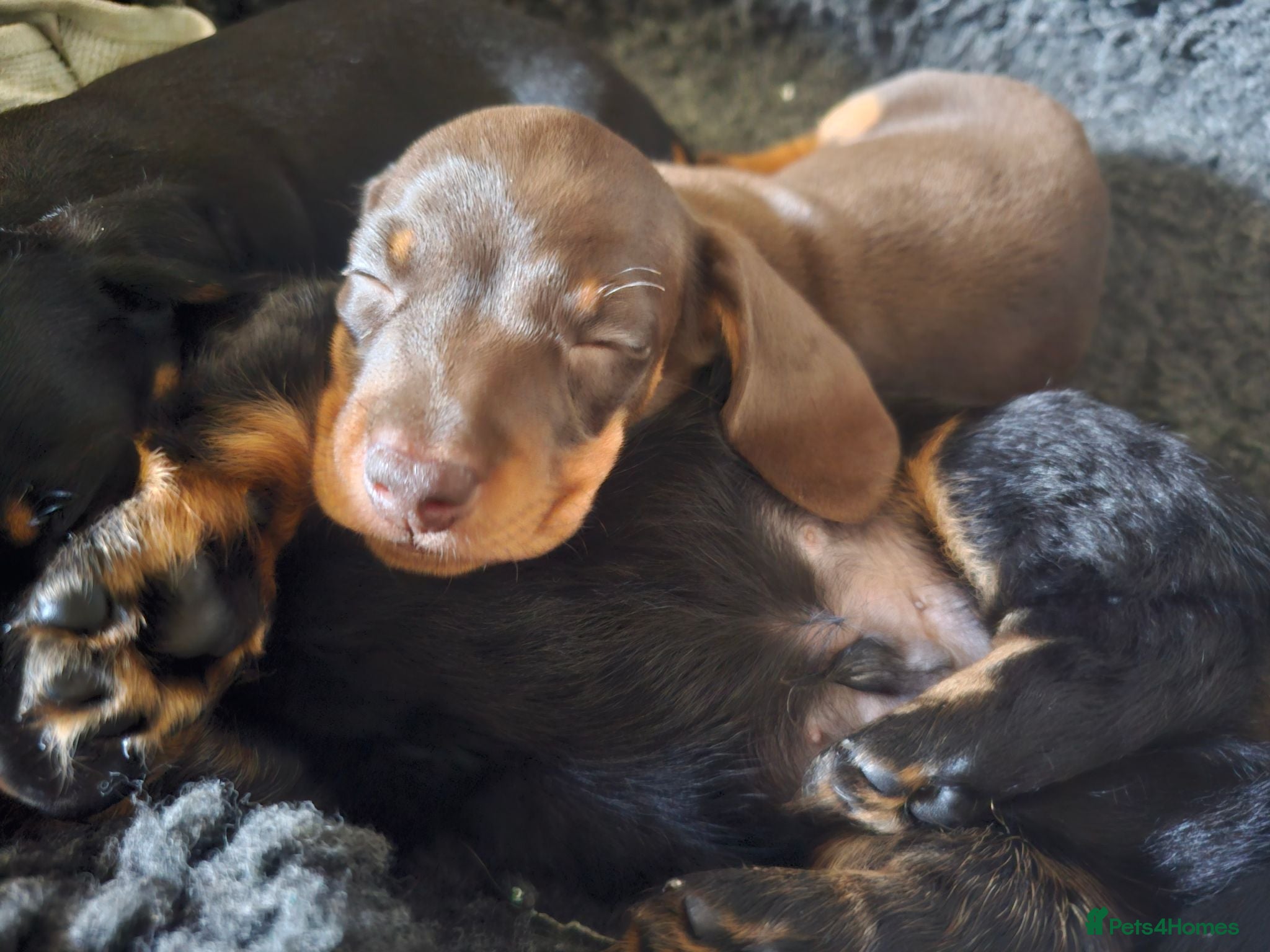 Miniature Dachshund dogs Superb miniature smooth haired Dachshunds. - Advert 2