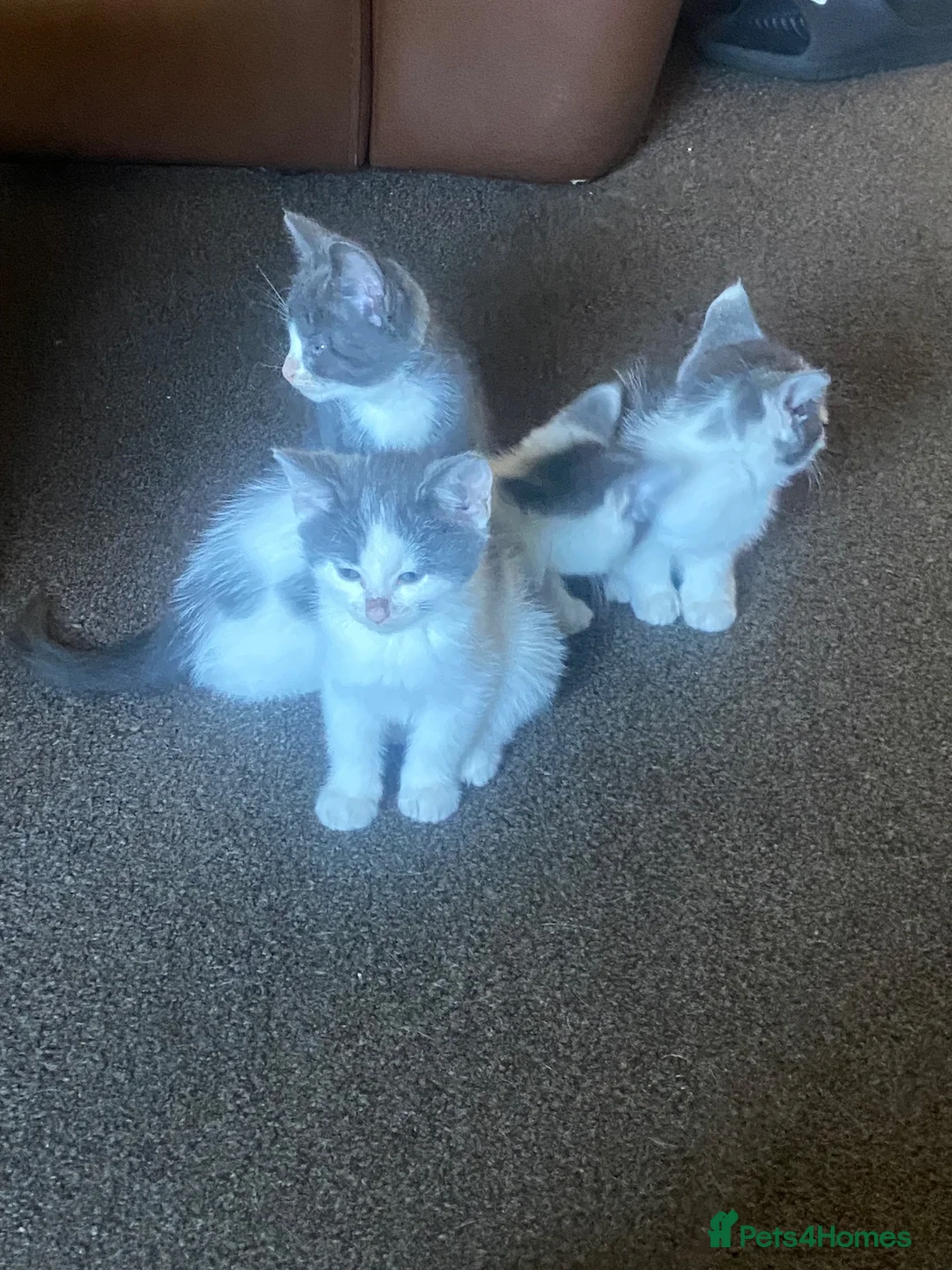 Mixed Breed cats for sale: 3 kittens 🩶 in Burnley - Advert 1