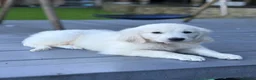 Golden Retriever dogs for sale: Behaviourist raised KC Reg Golden Retriever Pups - Advert 4