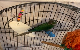 Conures birds for sale: Young hen conure plus v large cage   - Image 6