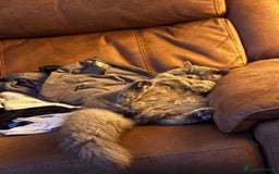 British Longhair cats for sale: British long hair  - Image 4