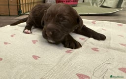 Mixed Breed dogs for sale: Australian Labradoodle Pups. READY 30th October  - Image 20