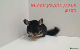 Chinchilla rodents for sale: STUNNING BABIES CHINCHILLA MIX COLOURS AND GENDER  - Image 5