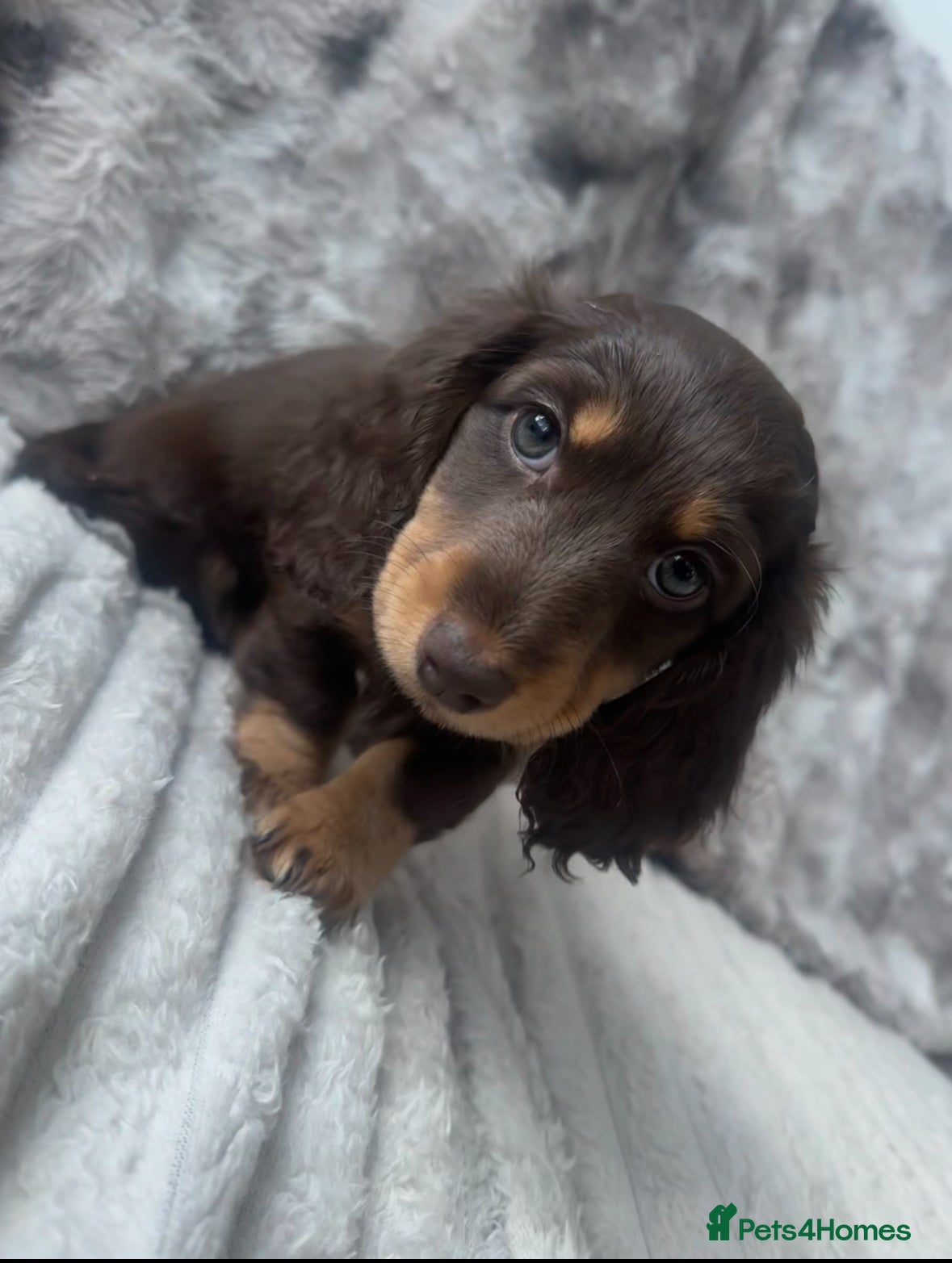 Dachshund dogs 2 Dachshund puppies left - Advert 18