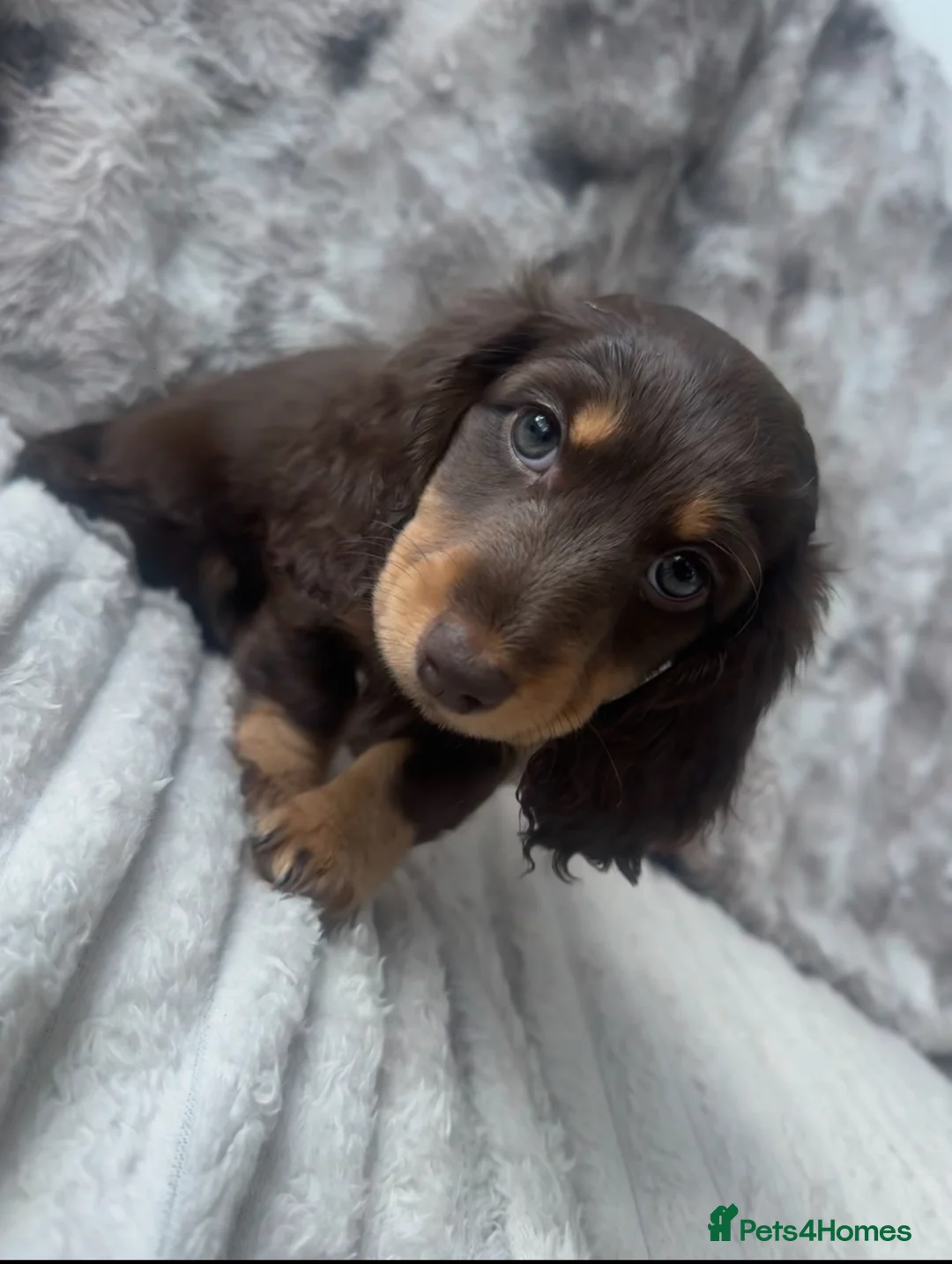 Dachshund dogs for sale: 2 Dachshund puppies left - Advert 2