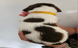English Springer Spaniel dogs for sale: English Springer Spaniels Puppies 🐾 - Image 11