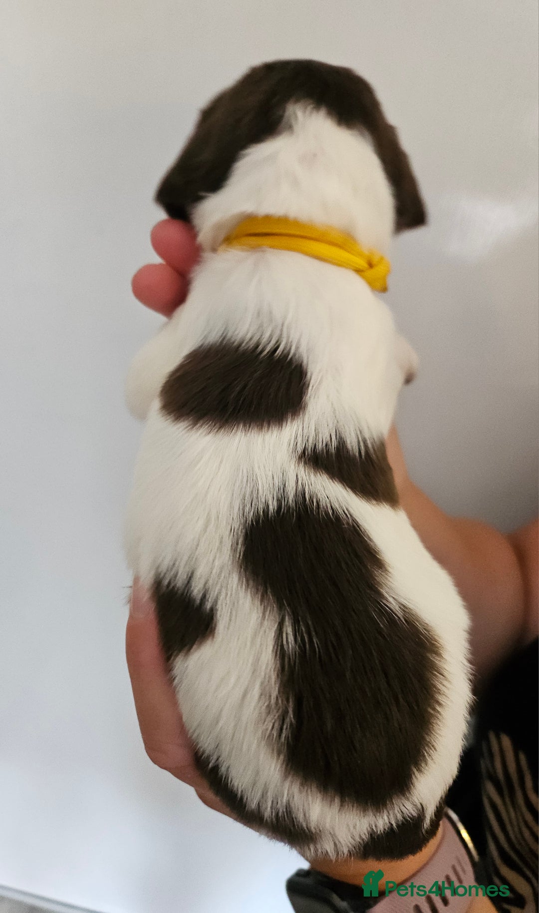 English Springer Spaniel dogs for sale: English Springer Spaniels Puppies 🐾 - Image 11