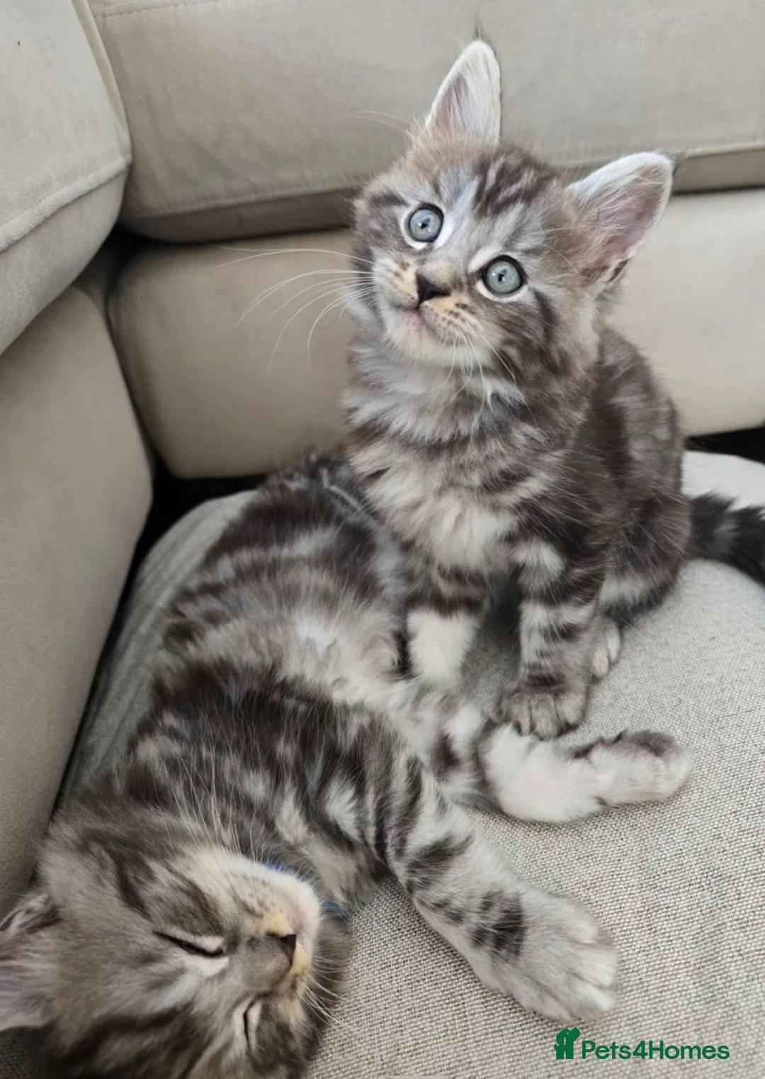 Mixed Breed cats for sale: Beautiful fluffy boy - Advert 9
