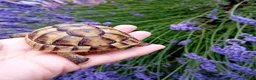 Tortoise reptiles for sale: Baby Hermans and spur thighed tortoises in Norwich - Advert 5