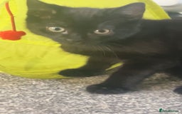 Domestic Shorthair cats for sale: Lovely male kitten for sale - Image 3