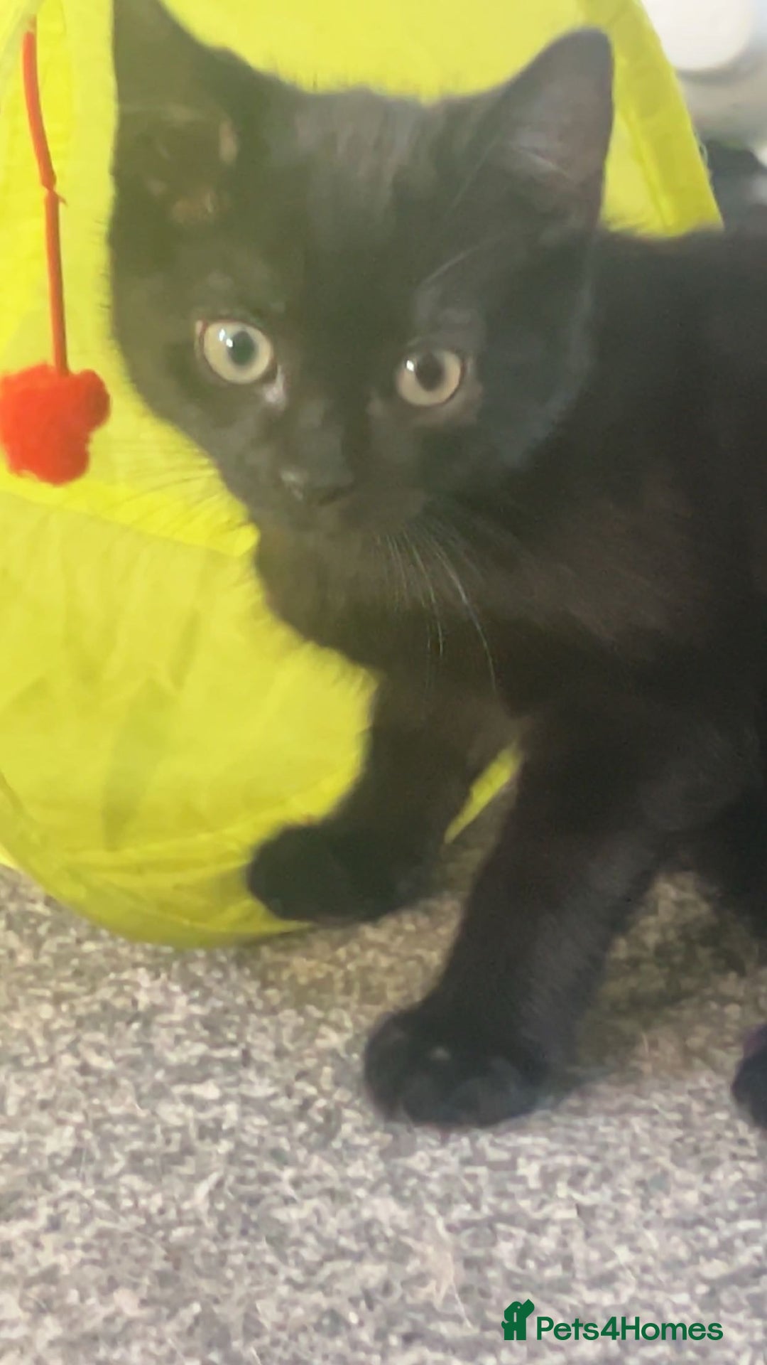 Domestic Shorthair cats for sale: Lovely male kitten for sale - Image 3