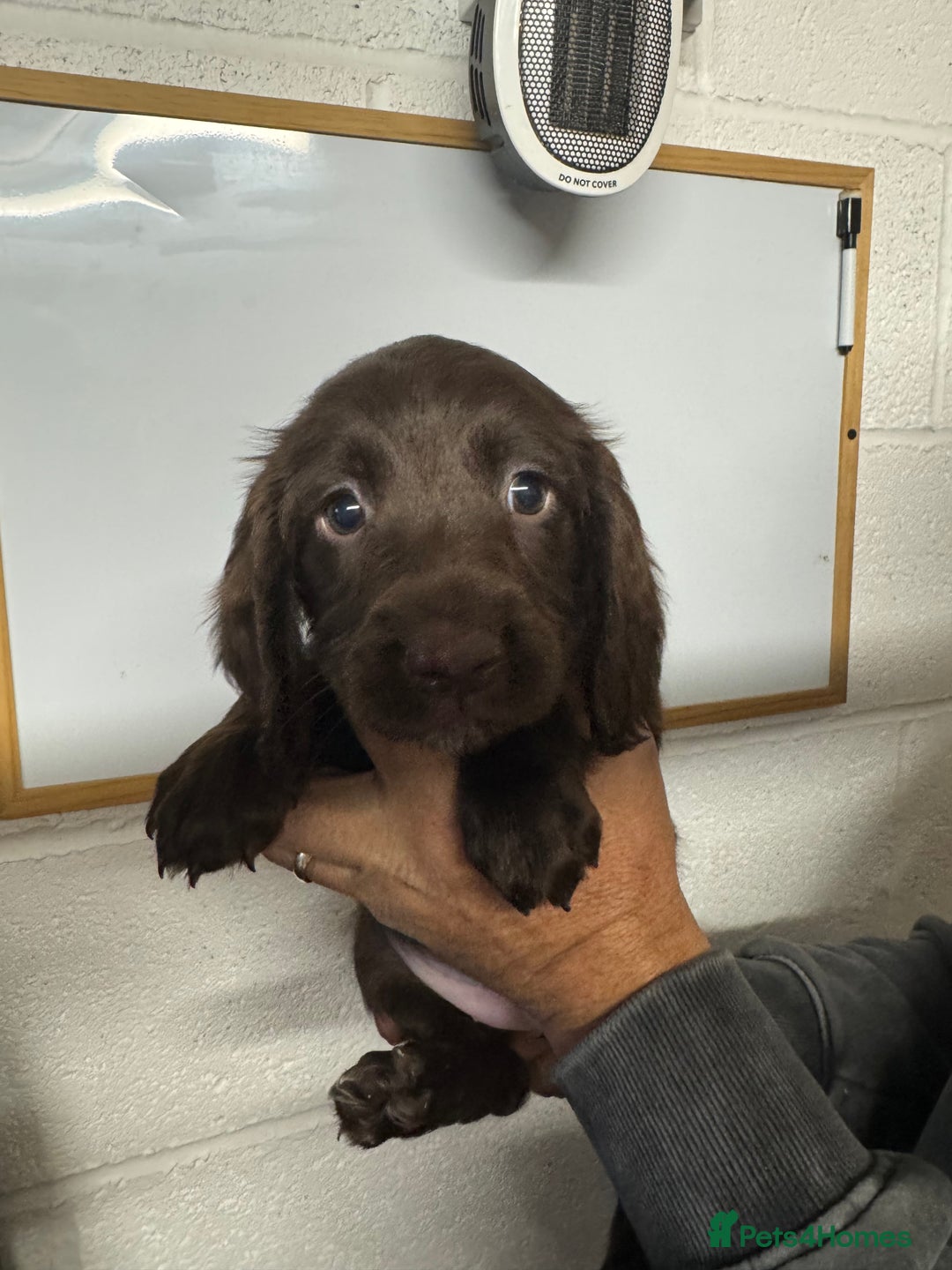 Sprocker dogs for sale: Sprocker Spaniel Pups- Ready To Go - Image 6