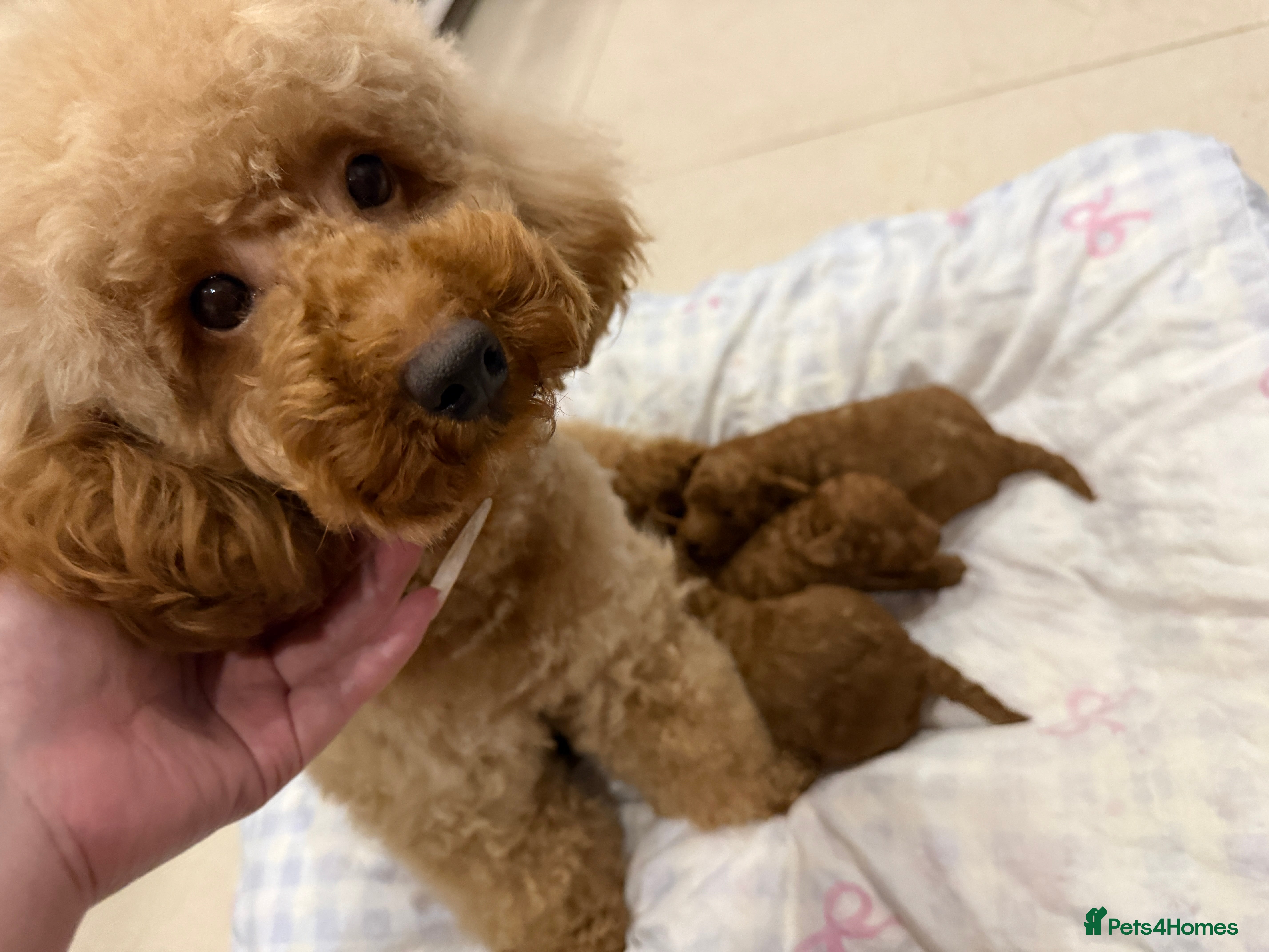 Toy Poodle dogs for sale: KC reg Beautiful red toy poodles. in Chislehurst - Advert 2