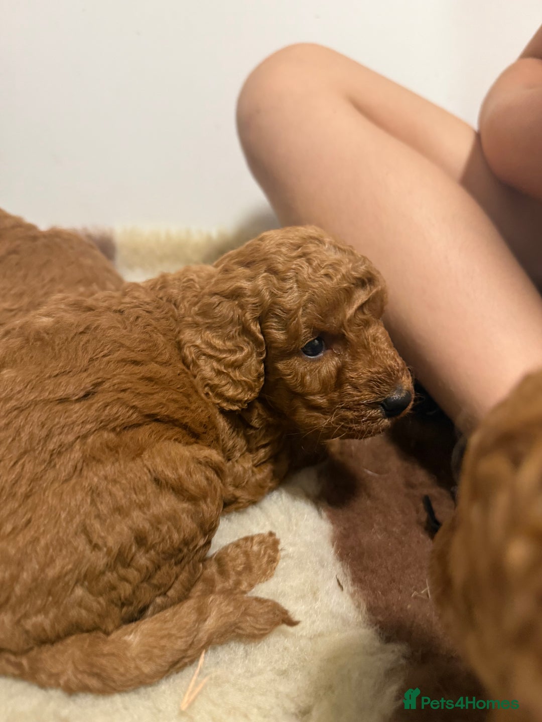 Labradoodle dogs for sale: Stunning miniature labradoodles  - Image 14