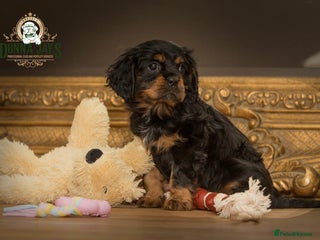 Cavalier King Charles Spaniel dogs Donna Jays old school type cavalier King Charles - Advert 2