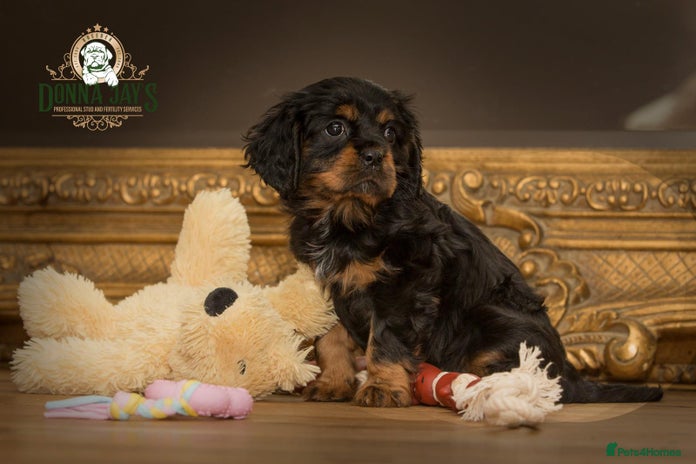 Cavalier King Charles Spaniel dogs Donna Jays old school type cavalier King Charles - Advert 1
