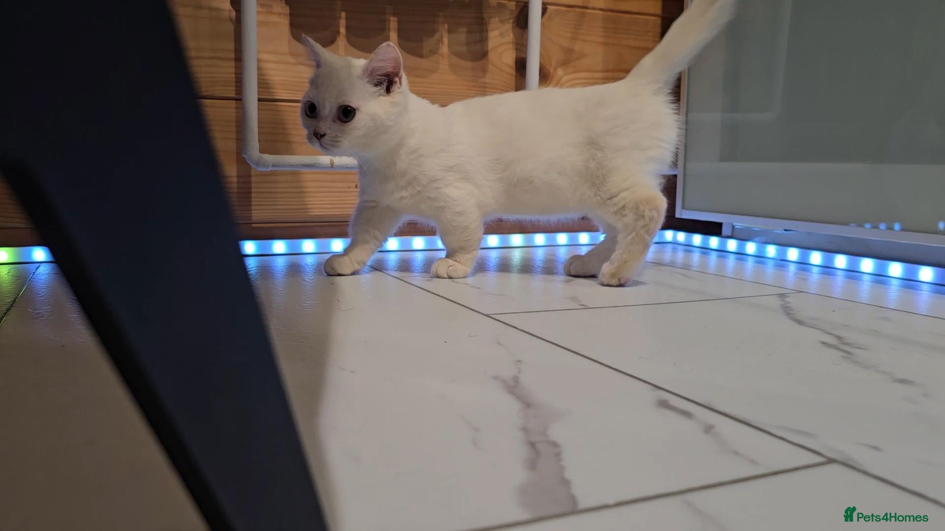 Munchkin cats Munchkin kittens odd-eyed - Advert 3