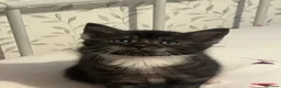 Domestic Shorthair cats for sale: Domestic short/semi long haired kittens in Bristol - Advert 3