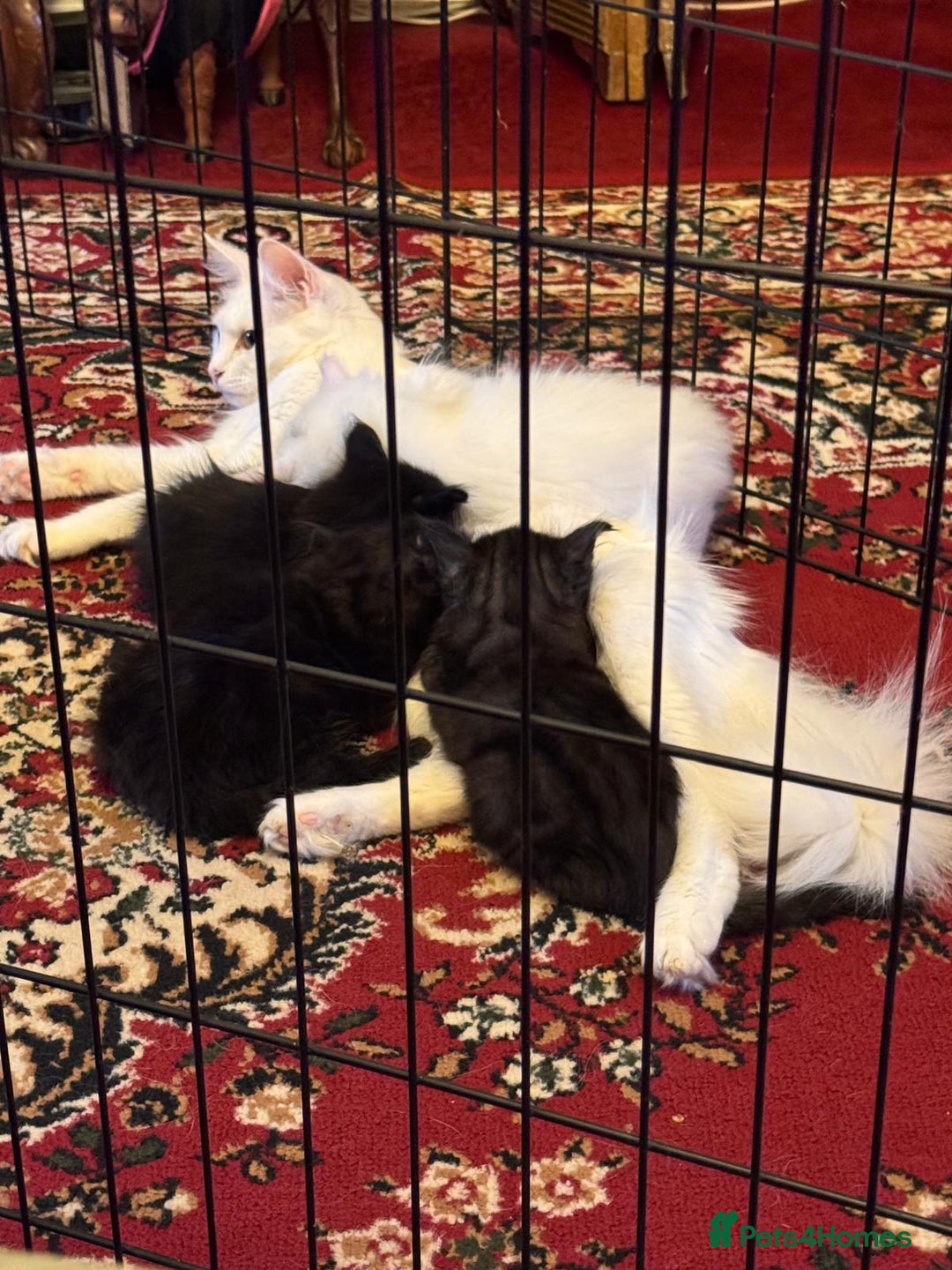 Maine Coon cats for sale: Maine coon  - Image 6