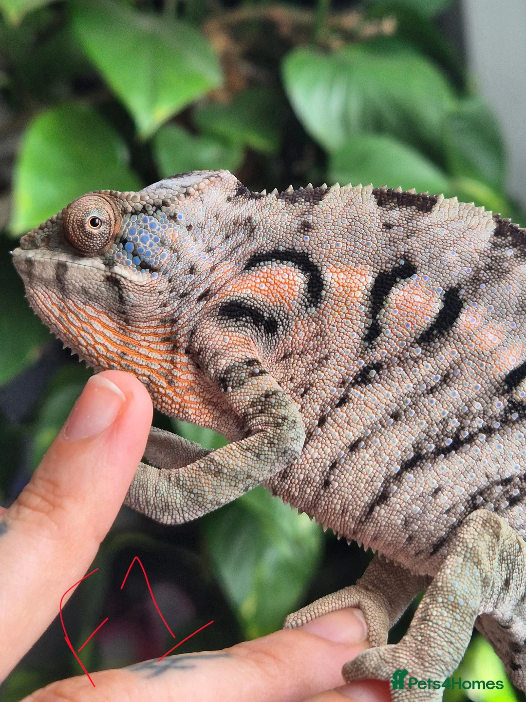 Chameleon reptiles for sale: Panther chameleons for sale.  - Advert 5